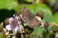 Erynnis tages
