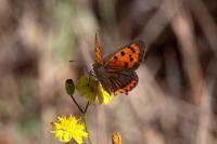 Lycaena phlaeas