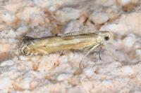 Isophrictis lineatella