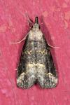 Schrankia costaestrigalis