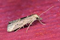 Schrankia costaestrigalis