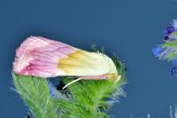Eublemma purpurina