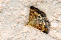 Pyrausta despicata