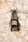 Grapholita compositella