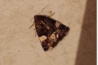 Tyta luctuosa