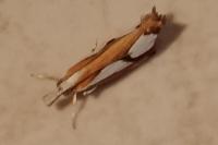 Catoptria pinella