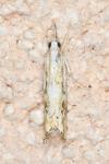 Catoptria falsella