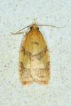 Sparganothis pilleriana