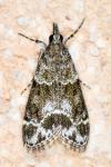 Eudonia mercurella
