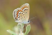 Plebejus argus