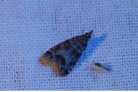 Eudonia mercurella