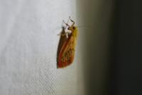 Miltochrista miniata