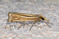 Ancylolomia tentaculella