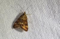 Pyrausta despicata