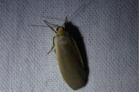 Collita griseola