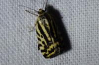 Emmelia trabealis