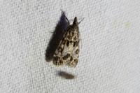 Eudonia mercurella