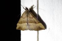 Hypena proboscidalis