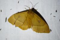 Lasiocampa quercus