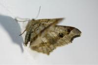 Macaria alternata