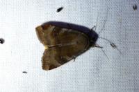 Noctua janthe