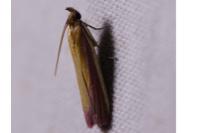 Oncocera semirubella