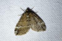 Perizoma lugdunaria