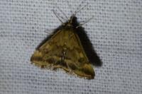 Pyrausta despicata