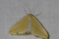 Rhodometra sacraria