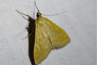 Sitochroa verticalis