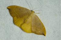 Watsonalla binaria