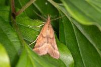 Synaphe punctalis