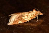 Acleris rhombana