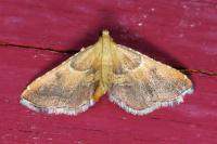 Endotricha flammealis