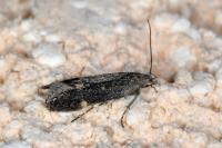Aproaerema anthyllidella