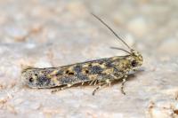 Scrobipalpa ocellatella