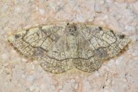 Stegania trimaculata