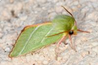 Pseudoips prasinanus