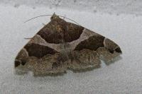 Dysgonia algira