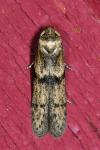 Blastobasis phycidella