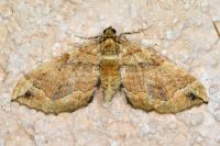 Pelurga comitata