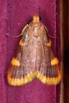 Hypsopygia costalis