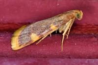 Hypsopygia costalis