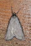 Pachycnemia hippocastanaria