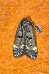 Dichomeris alacella