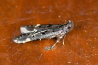 Dichomeris alacella