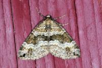 Perizoma bifaciata