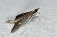 Dolicharthria punctalis
