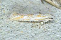 Ptocheuusa paupella
