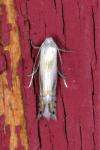 Phyllocnistis